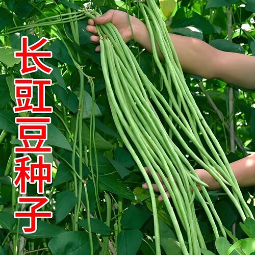 小五叶干枝梅特长豆角种子叶少果多压塌架特长豆角