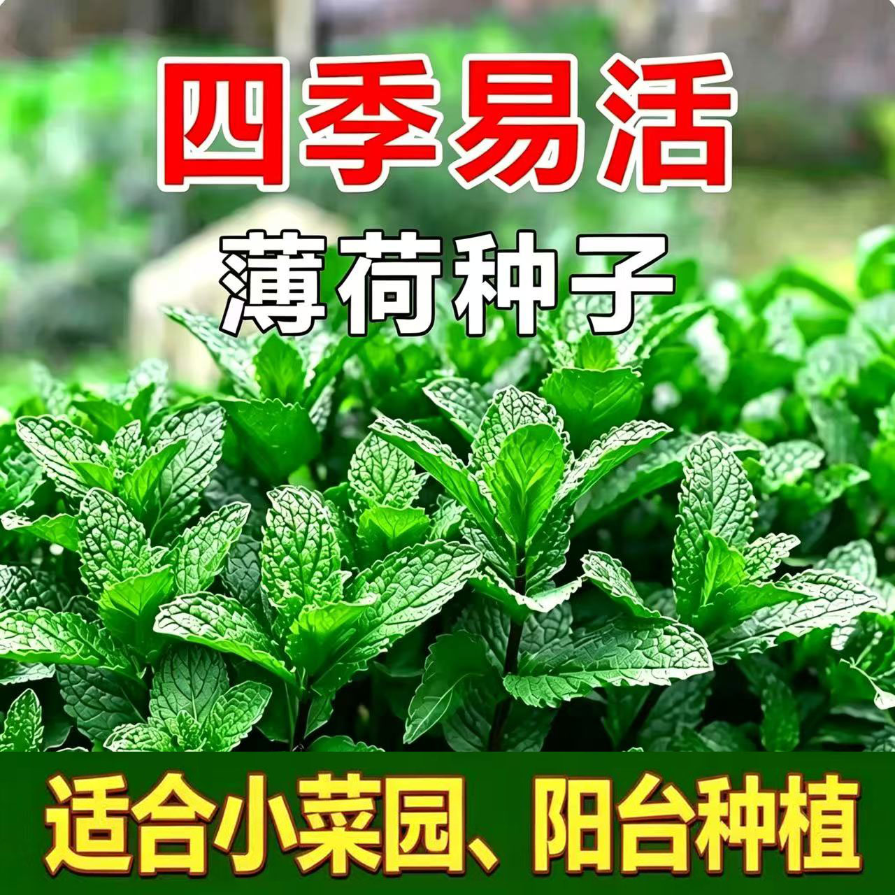 薄荷种子柠檬薄荷种子驱蚊花草植物种子四季阳台薄荷盆栽可食 - 实物图