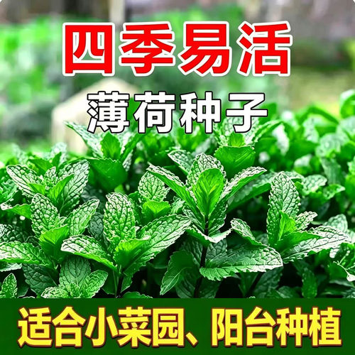 薄荷种子柠檬薄荷种子驱蚊花草植物种子四季阳台薄荷盆栽可食