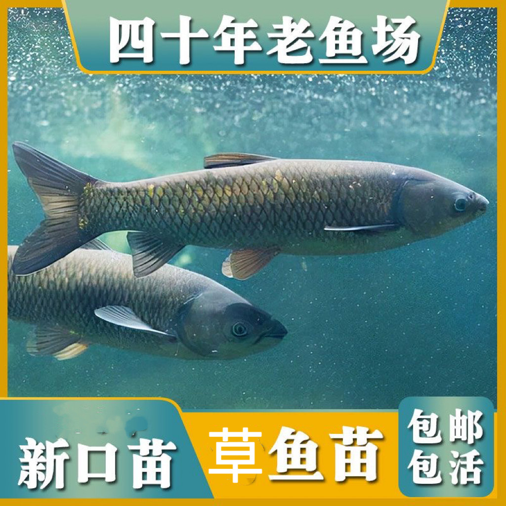 【包下塘7天】四川优质大草鱼苗鱼