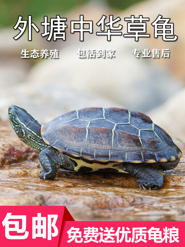 中华草龟活物外塘大小乌龟活体长寿金线龟宠物巴西水龟龟蛋墨龟苗