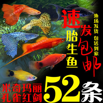 胎生鱼孔雀鱼红黄米奇鱼红剑鱼黑玛丽鱼活体鱼小型热带观赏鱼包邮