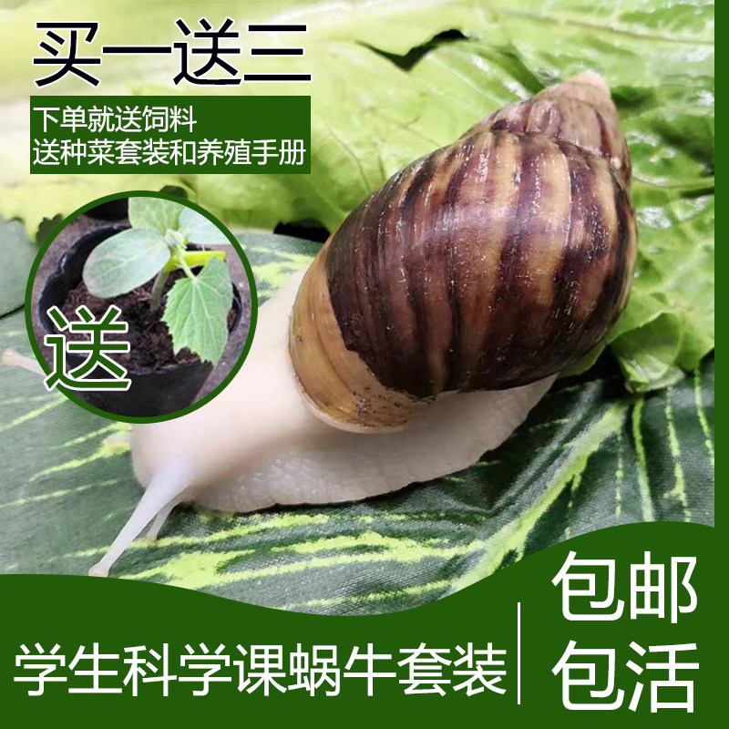 大蜗牛活体宠物白玉蜗牛套装食用蜗牛观赏彩色小蜗牛学生科学实验