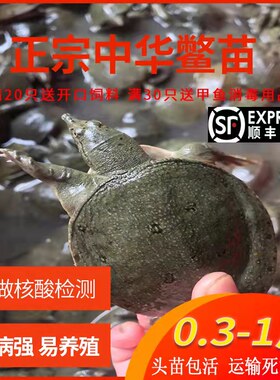 外塘小甲鱼苗活体养殖中华鳖水鱼团鱼王八苗童子小老鳖苗鲜活水产