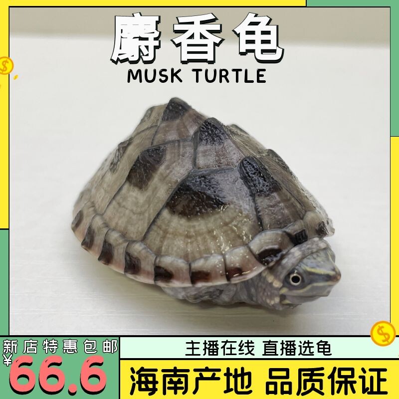麝香龟深水龟观赏活体剃刀苗西锦龟小乌龟宠物龟苗墨西哥蛋龟大