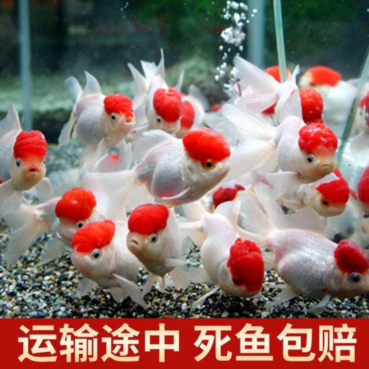 鹤顶红鸿运当头鱼红帽冷水鱼淡水鱼观赏鱼活鱼好养耐活小型金鱼
