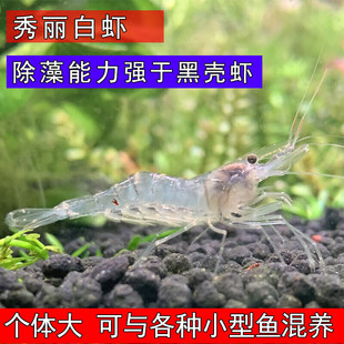 观赏除藻工具虾 秀丽白虾花腰虾活体原生清洁草缸 小宠物淡水包邮