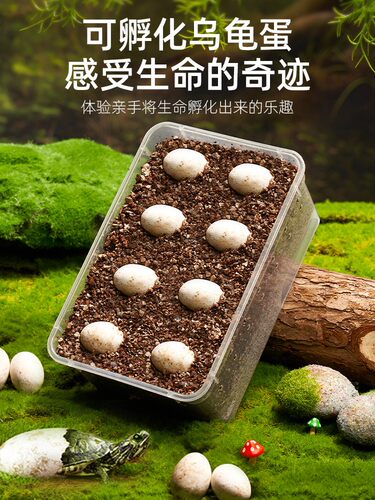 乌龟蛋可孵化小宠物草龟巴西龟活物孵化器箱乌龟缸儿童DIY套装盒