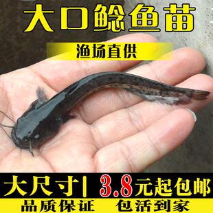 南方大口鲶鱼苗淡水养殖食用活体河鲶土鲶鱼二须鲶肉食塘鲺鲶鱼苗