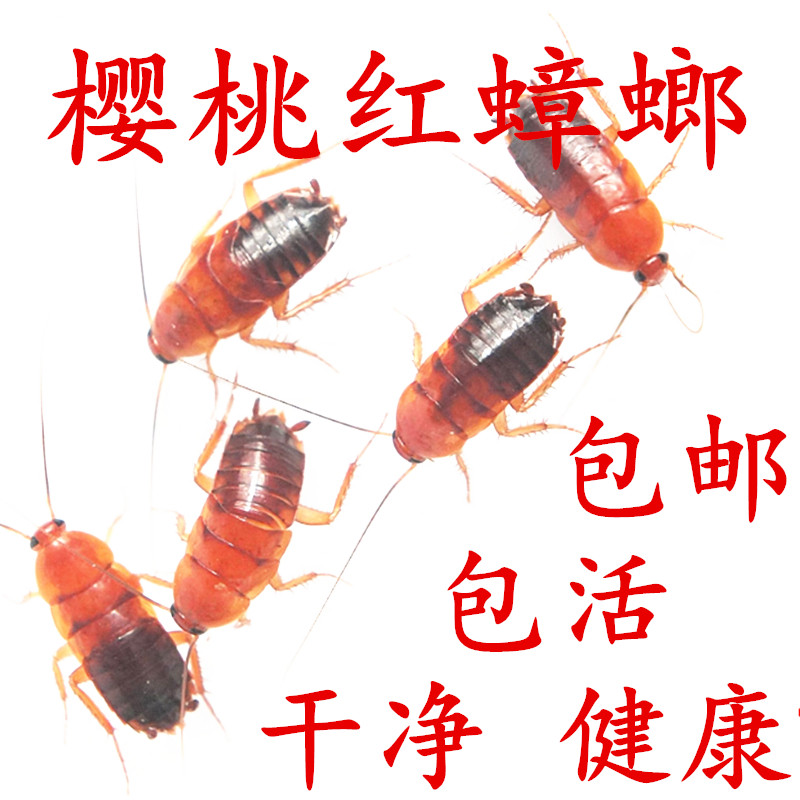 蟑螂活虫蚂蚁蜘蛛守宫