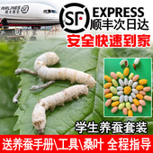 蚕宝宝活体学生养蚕套装 白色蚕卵金丝蝉宝宝蚕子喂蚕新鲜桑叶
