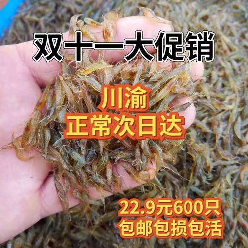 草缸除藻虾黑壳虾活体鱼缸杂质清洁淡水观赏虾水族箱水草缸工具虾