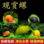 观赏螺淡水苹果螺鱼缸除藻工具吃藻清缸清理小宠物黄金螺大号蜗牛