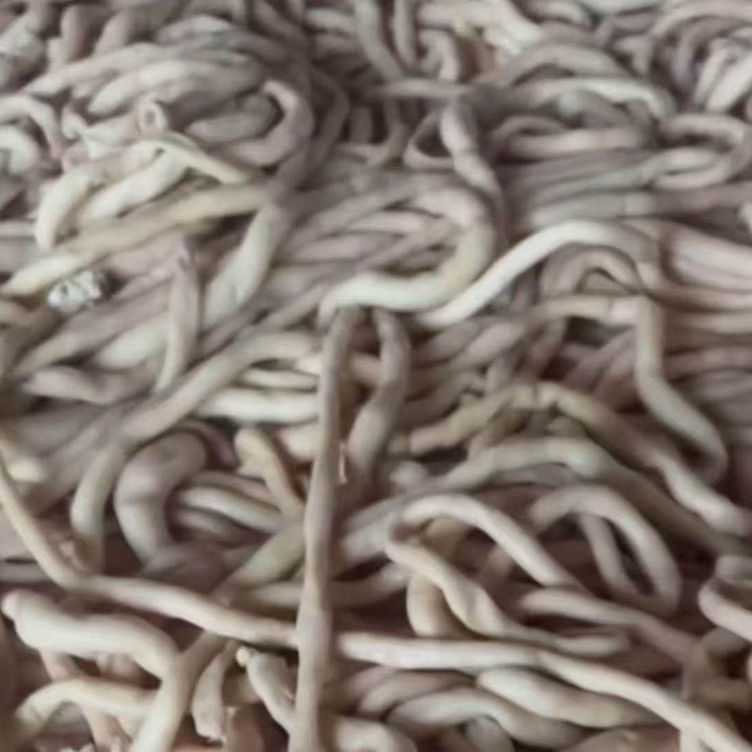 新鲜全熟羊肠羊肥肠清真生羊盘肠细肠内蒙羊杂羊拐肠大肠肥肠无水