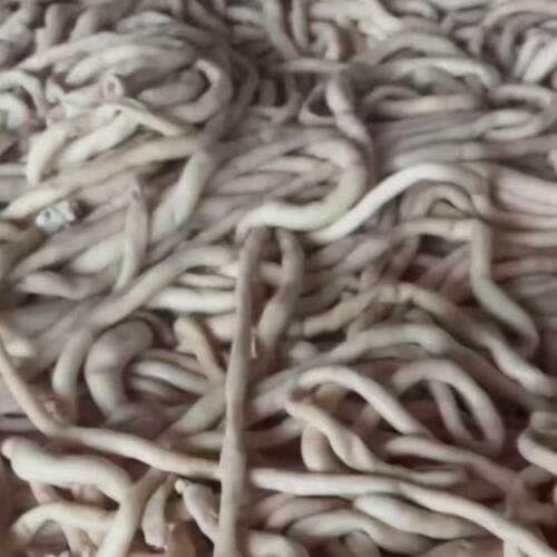 新鲜全熟羊肠羊肥肠清真生羊盘肠细肠内蒙羊杂羊拐肠大肠肥肠无水