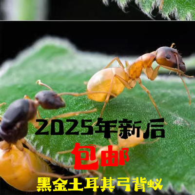 黑金土耳其弓背蚁2025年新后包邮
