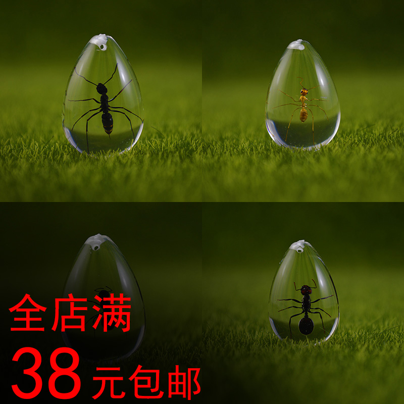 施王高清亚克力宠物蚂蚁标本礼物