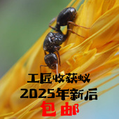 工匠收获蚁 包邮 活体宠物蚂蚁2025年新后 蚂蚁 吃种子 施王蚁馆