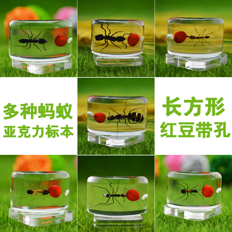 施王蚁馆  高清亚克力活体尸体蚂蚁标本 礼物科普教材 红豆款