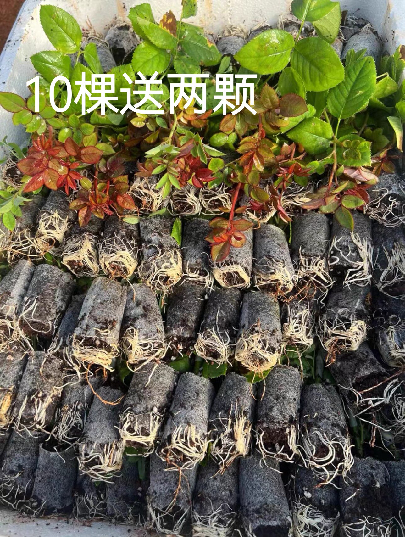云南10棵杯苗四季切花玫瑰盆栽植物花苗扦插灌木大花浓香开花不断