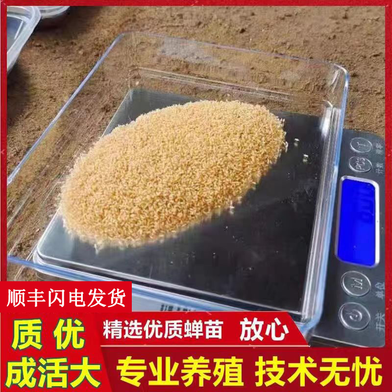 廠家指導爬叉種苗超值優惠