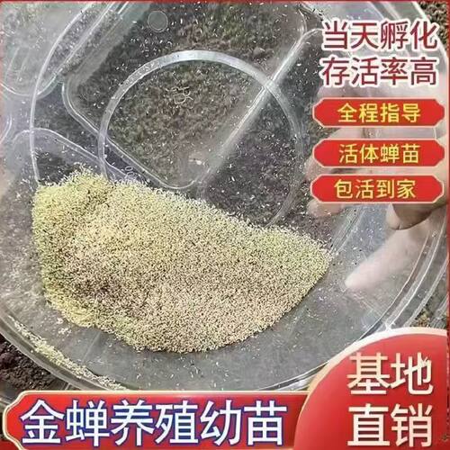 蝉种蝉幼虫子蝉苗只发当天新鲜苗