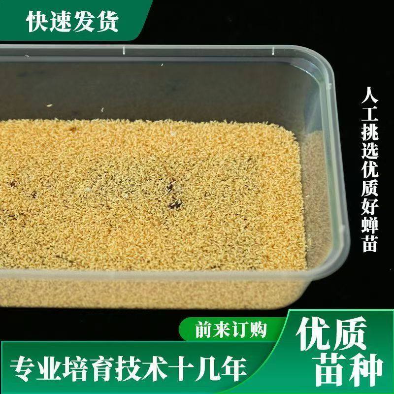 精品金蝉幼苗种子幼虫知了猴种子蝉种子金蝉卵金蝉苗知了猴种爬叉