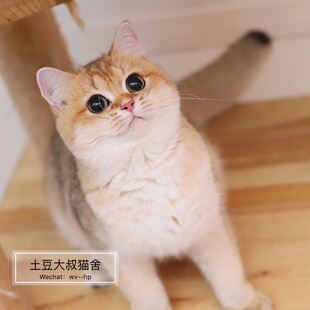 土豆大叔欧血金渐层种母铛铛英国短毛猫wcf证书