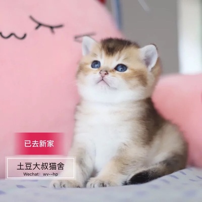 欧洲血统英短WCF证书金渐层妹妹