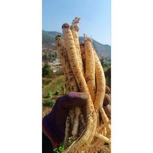 甘肃陇南党参现挖现发鲜货无硫无添加煲汤泡水品质好