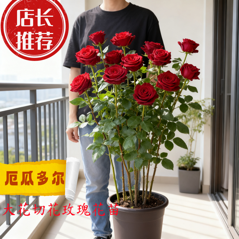 厄瓜多尔大红鲜切花玫瑰带花发货阳台庭院室内外盆栽地栽月季花苗