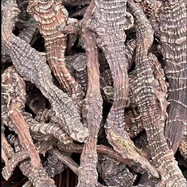 云南边境野海马参