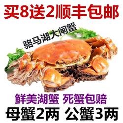 骆马湖大闸蟹鲜活螃蟹3公2母礼盒装十只现货同城闪送到家