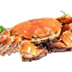 净重三斤骆马湖特大大闸蟹残蟹断脚蟹缺腿蟹大号江苏水产鲜活螃蟹