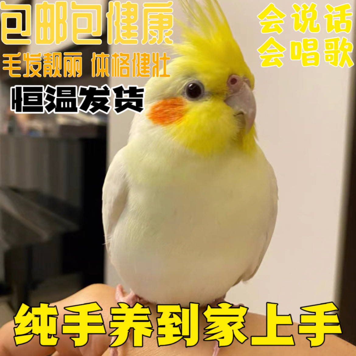 玄凤鹦鹉活体手养宠物黄化玄凤亲人可繁殖鸟活物鹦鹉活鸟会学说话,宠物/宠物食品及用品,鸟,淘宝优惠券,粉丝福利购,淘宝优惠卷