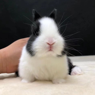 侏儒兔子活物小型长不大儿童宿舍宠物兔黑白道奇迷你兔荷兰兔活体