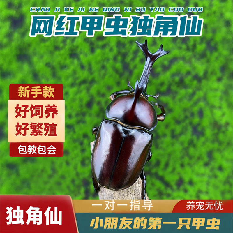 独角仙甲虫宠物成虫幼虫姬兜爬虫特色爬宠/鸣虫