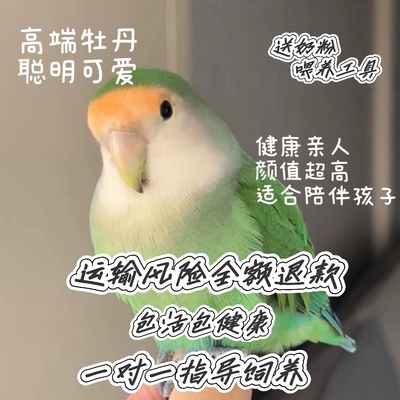 鹦鹉活鸟黄桃雏鸟绿桃牡丹紫罗兰幼鸟说话小宠物活体上手亲人半毛