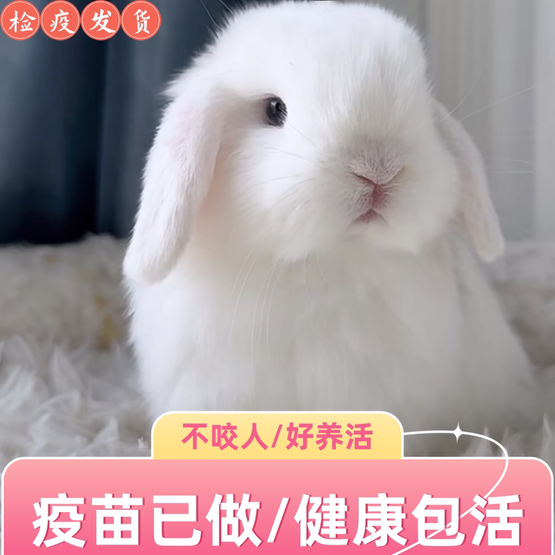 垂耳兔子活物儿童宠物侏儒兔长不兔