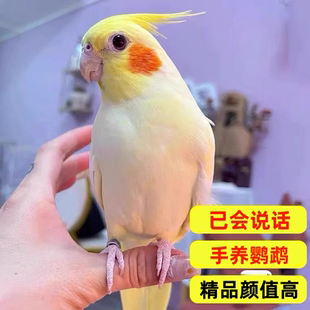 纯手养玄凤鹦鹉会说话唱歌宠物活鸟黄化原始灰珍珠可繁殖亲人粘人