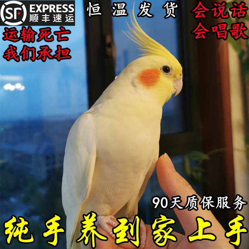 纯手养玄凤鹦鹉活鸟会说话鹦鹉黄化原始活体宠物一对宠物不咬人,宠物/宠物食品及用品,鸟,淘宝优惠券,粉丝福利购,淘宝优惠卷