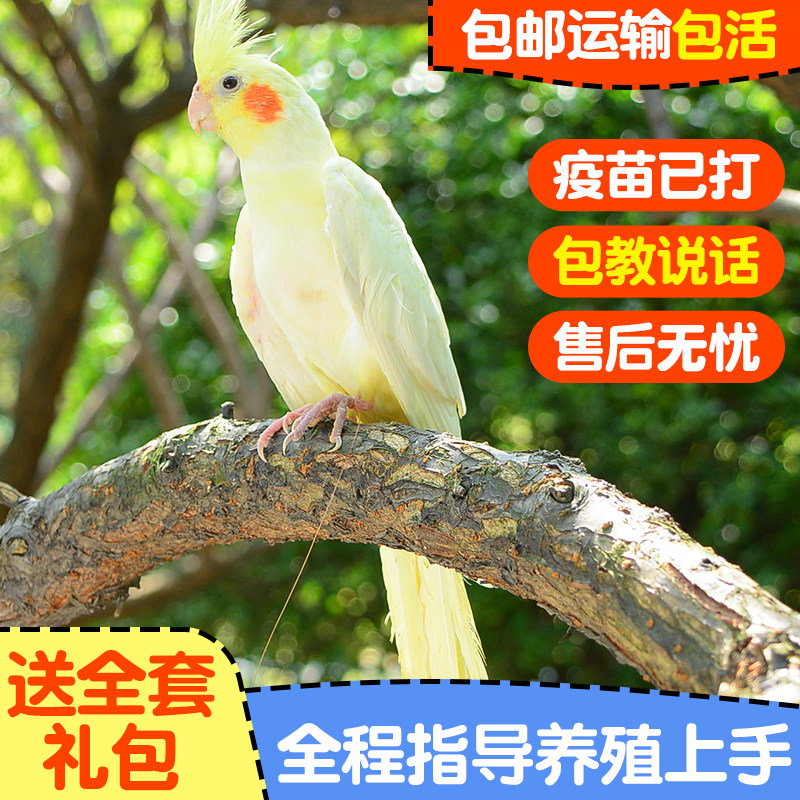 玄凤鹦鹉活体手养宠物会学说话黄化玄凤一对可繁殖鸟活物鹦鹉活鸟,宠物/宠物食品及用品,鸟,淘宝优惠券,粉丝福利购,淘宝优惠卷