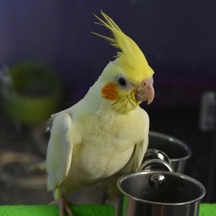 手养牡丹玄凤鹦鹉亲人半毛雏鸟奥桂黄化原始灰珍珠上海同城配送