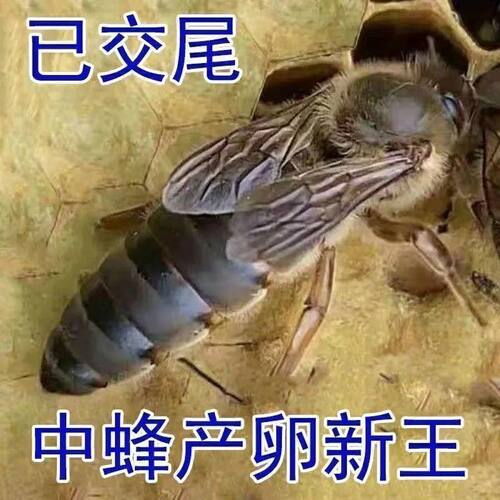 中蜂蜂王种王优质高产蜜蜂新开产双色王阿坝蜂王