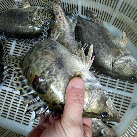 【鲜活现杀】新鲜鳜鱼苏北鳜鱼新鲜计划鱼鳌花鱼淡水鱼季花鱼