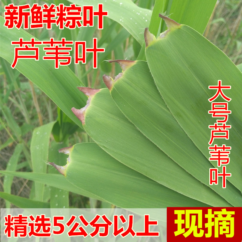 现摘野生粽子新鲜芦苇叶