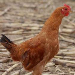 小公鸡童子鸡未打鸣江苏宿迁苏北农家放养草鸡土鸡一只600克以上