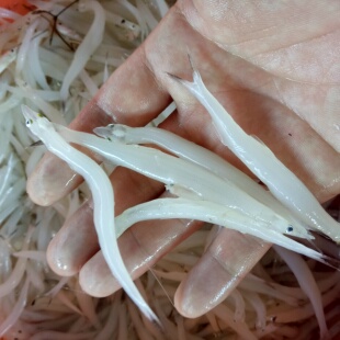 正宗淡水银鱼新鲜速冻面条鱼白饭鱼孕妇宝宝辅食小银鱼