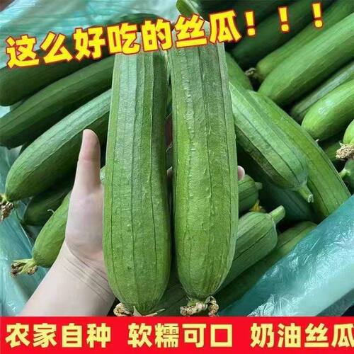 农家新鲜丝瓜新鲜蔬菜露天种植香丝瓜短肉丝瓜爆炒炖汤不黑现摘