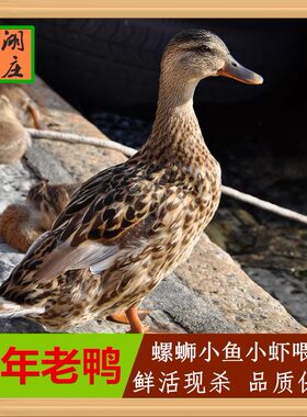 正宗3年农家散养鸭老鸭子土鸭麻鸭活鸭子水鸭现杀活鸭老鸭汤